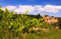 Vineyards in Beaujolais