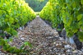 Vineyards of Beaujolais with sunlights of the morning