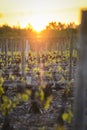 Into vineyards of Beaujolais during sunrise, Burgundy, France Royalty Free Stock Photo