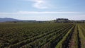 vineyards in beautiful tuscany, italian wine from grapes in sunny location Royalty Free Stock Photo