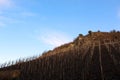 Vineyards at Beilstein, Germany Royalty Free Stock Photo
