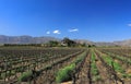 The vineyards in the Bonnie vale valley are pruned after the harvest season in summer. The lovely farm is bathed in sunslight with