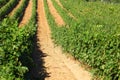 Vineyards bushes rows of ripening grapes on a clear day Royalty Free Stock Photo