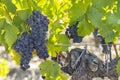 Vineyards with Cabernet Sauvignon near Chateau Dauzac, Margaux, Medoc, Bordeaux, Aquitaine, France Royalty Free Stock Photo