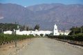 Vineyards in Cafayate, Argentina