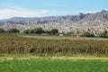 Vineyards in Cafayate, Argentina