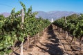 Vineyards in Cafayate