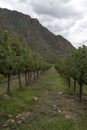 Vineyards in Cafayate, Salta, Argentina
