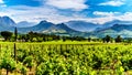 Vineyards of the Cape Winelands in the Franschhoek Valley in the Western Cape of South Africa Royalty Free Stock Photo