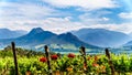 Vineyards of the Cape Winelands in the Franschhoek Valley in the Western Cape of South Africa