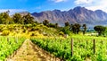 Vineyards of the Cape Winelands in the Franschhoek Valley in the Western Cape of South Africa Royalty Free Stock Photo