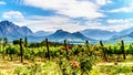 Vineyards of the Cape Winelands in the Franschhoek Valley in the Western Cape of South Africa