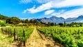 Vineyards of the Cape Winelands in the Franschhoek Valley in the Western Cape of South Africa, amidst the surrounding Drakenstein