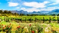 Vineyards of the Cape Winelands in the Franschhoek Valley in the Western Cape of South Africa, amidst the surrounding Drakenstein Royalty Free Stock Photo