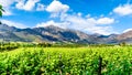 Vineyards of the Cape Winelands in the Franschhoek Valley in the Western Cape of South Africa, amidst the surrounding Drakenstein