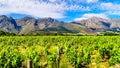Vineyards of the Cape Winelands in the Franschhoek Valley in the Western Cape of South Africa, amidst the surrounding Drakenstein Royalty Free Stock Photo