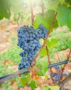 Vineyards of Carignano and Cannonau wine