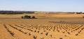 Vineyards in Castilla Royalty Free Stock Photo