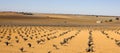 Vineyards in Castilla la Mancha, Spain. Royalty Free Stock Photo