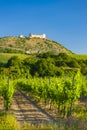 vineyards, castle Devicky, Palava, Moravia region, Czech Republic Royalty Free Stock Photo