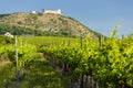 vineyards, castle Devicky, Palava, Moravia region, Czech Republic Royalty Free Stock Photo