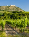 vineyards, castle Devicky, Palava, Moravia region, Czech Republic Royalty Free Stock Photo