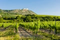 vineyards, castle Devicky, Palava, Moravia region, Czech Republic Royalty Free Stock Photo