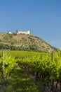 vineyards, castle Devicky, Palava, Moravia region, Czech Republic Royalty Free Stock Photo