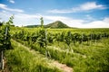 Vineyards, castle Devicky, Palava, Moravia region, Czech Republic. romantic ruin in Palava and Devin highest mountain of Pavlov Hi Royalty Free Stock Photo