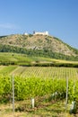 vineyards, castle Devicky, Palava, Moravia region, Czech Republic Royalty Free Stock Photo