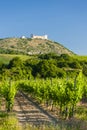 vineyards, castle Devicky, Palava, Moravia region, Czech Republic Royalty Free Stock Photo