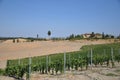 Vineyards at certaldo Tuscany italy Royalty Free Stock Photo