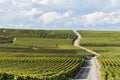 Vineyards Champagne with Road Verzy Royalty Free Stock Photo