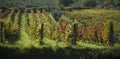 Vineyards in Chanti, Italy Royalty Free Stock Photo