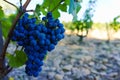 Vineyards in chateau, Chateauneuf-du-Pape, France