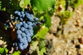 Vineyards in chateau, Chateauneuf-du-Pape, France