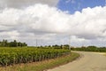 Vineyards with Chateau Cos d'Estournel, Bordeaux, Aquitaine, France