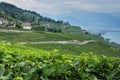 Vineyards in Chexbres Village Royalty Free Stock Photo