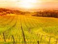 Vineyards of Chianti. Warm sunset in beautiful Tuscan landscape, Italy Royalty Free Stock Photo