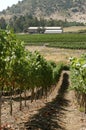 Vineyards in Chile