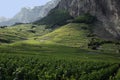 Vineyards at Chomoson in Switzerland