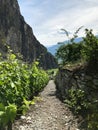 Vineyards in Chomoson, Valais, Switzerland