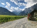 Vineyards in Chomoson, Valais, Switzerland