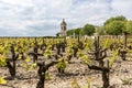 Vineyards in the village of Margaux, in Medoc, France