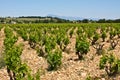 The Vineyards of ChÃÂ¢teauneuf-du-Pape