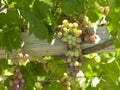 Vineyards - Colchagua Valley - Chile