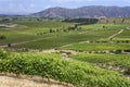 Vineyards in the Colchagua Valley - Chile Royalty Free Stock Photo