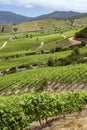 Vineyards in the Colchagua Valley - Chile Royalty Free Stock Photo