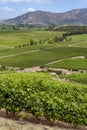 Vineyards in the Colchagua Valley - Chile Royalty Free Stock Photo