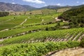 Vineyards in the Colchagua Valley - Chile Royalty Free Stock Photo